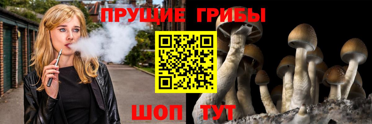 Псилоцибиновые грибы Psilocybine cubensis Тула